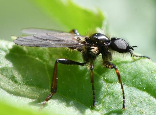 Réf. 300 466 : Bibio lanigerus